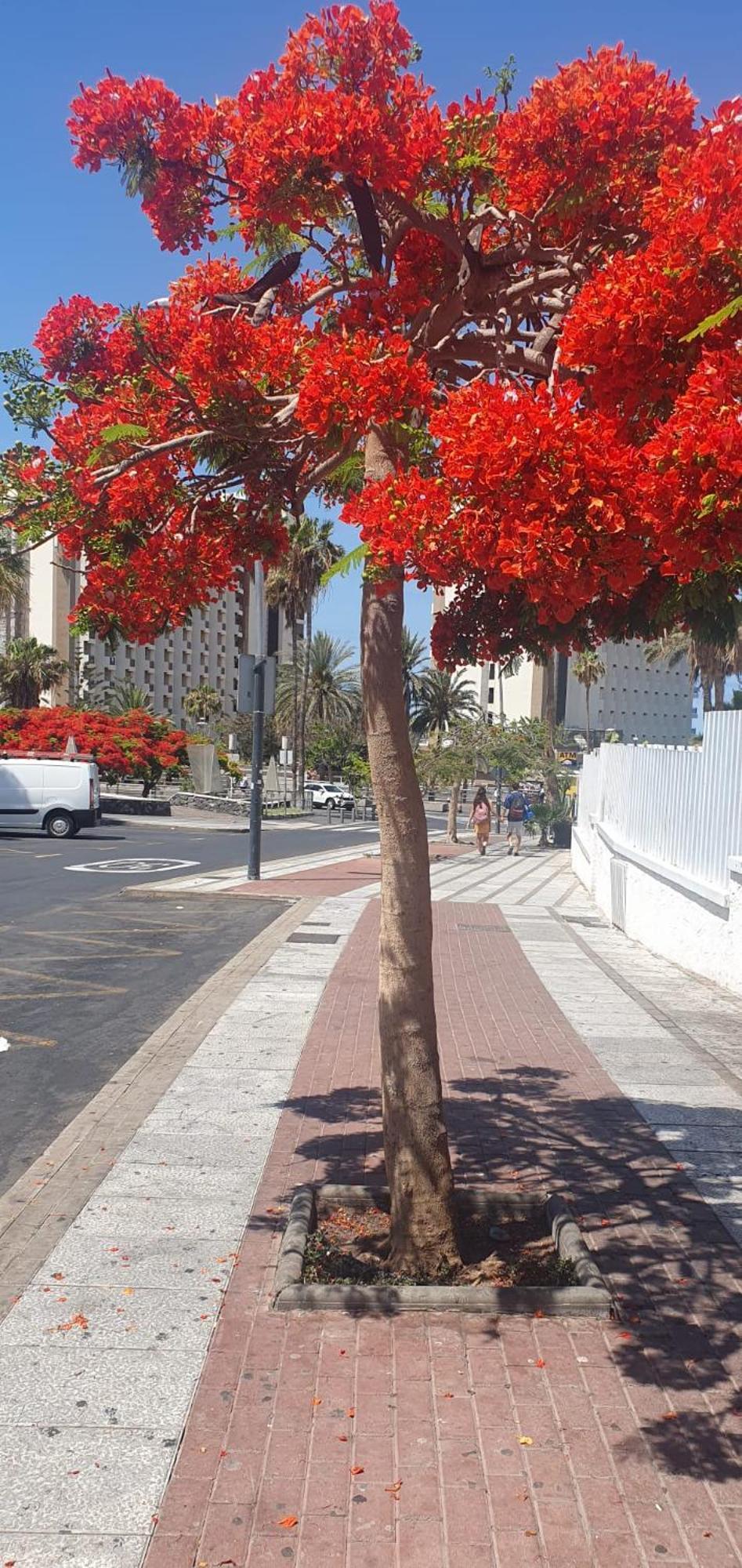 Wonderful White Appartament In Las Tortugas Playa de las Americas  Exterior foto