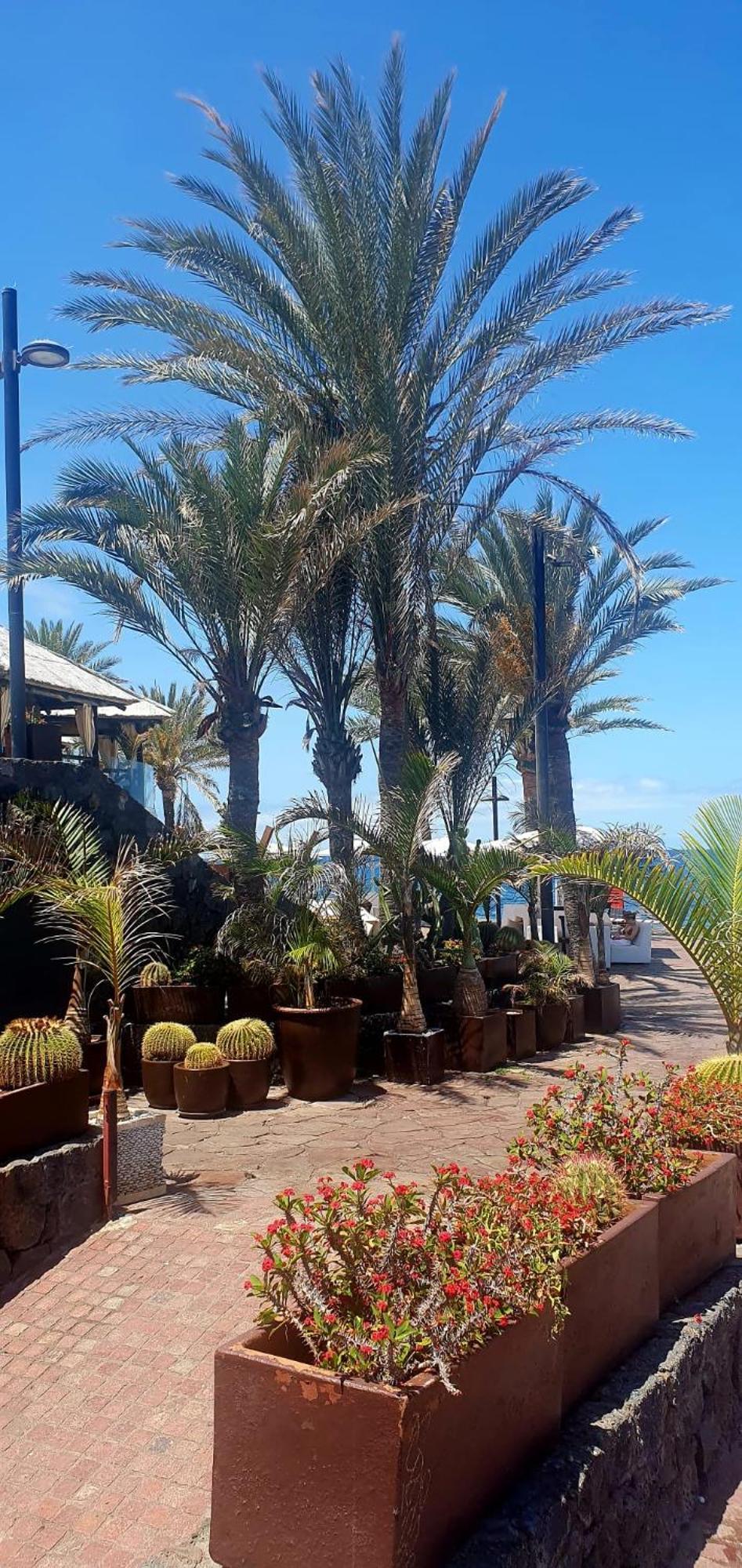 Wonderful White Appartament In Las Tortugas Playa de las Americas  Exterior foto